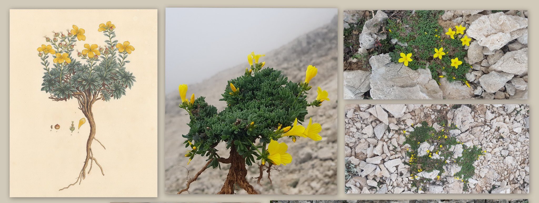 Ο κόσμος των φυτών – Τα φυτά από τη Μινωική Κρήτη μέχρι σήμερα