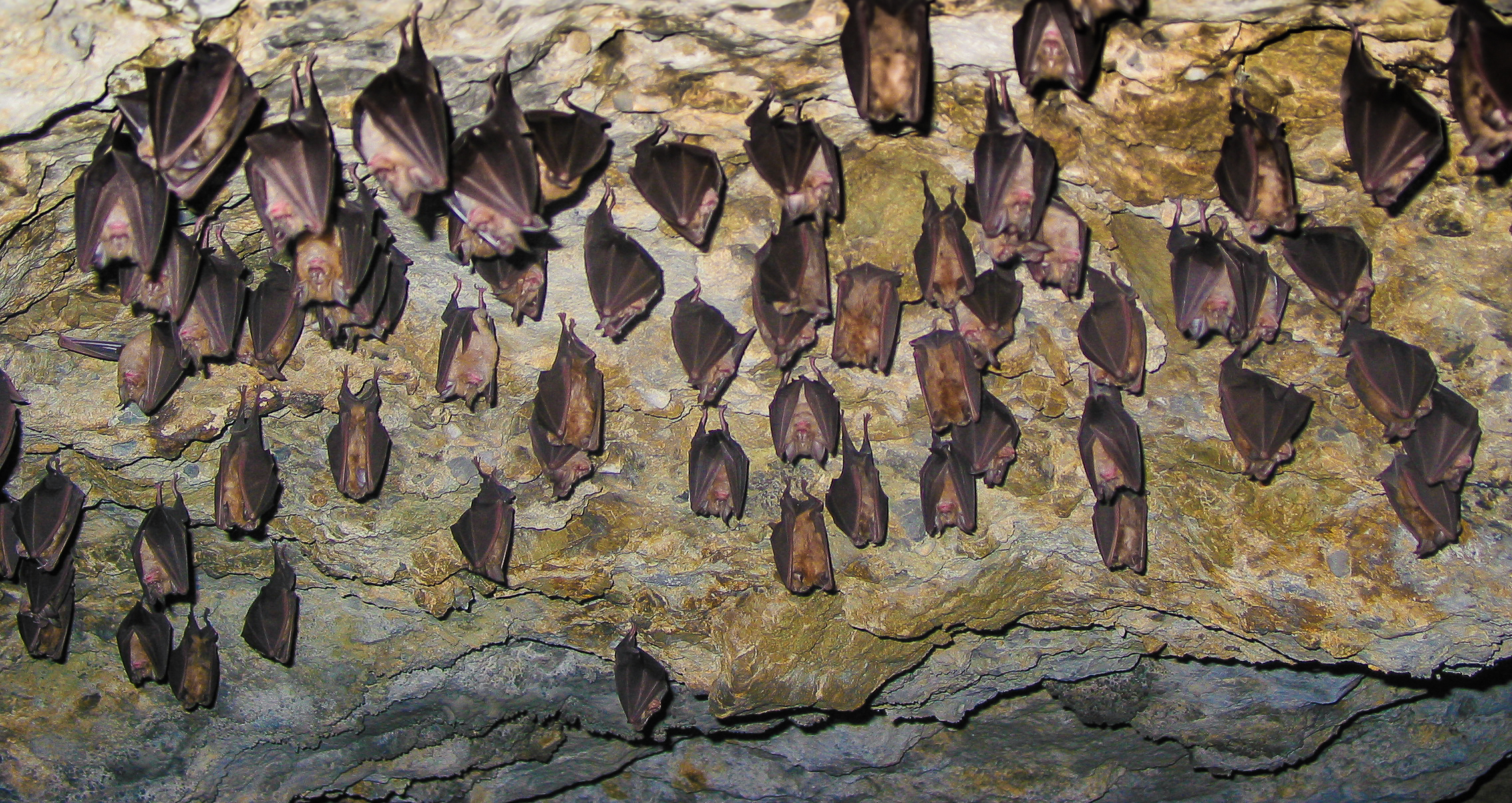 Greek Caves and Bats: Management Actions and Change of Attitude