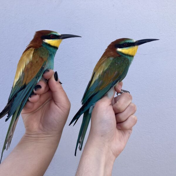 viber_image_2023-11-15_09-28-13-263 viber_image_2023-11-15_09-28-13-263