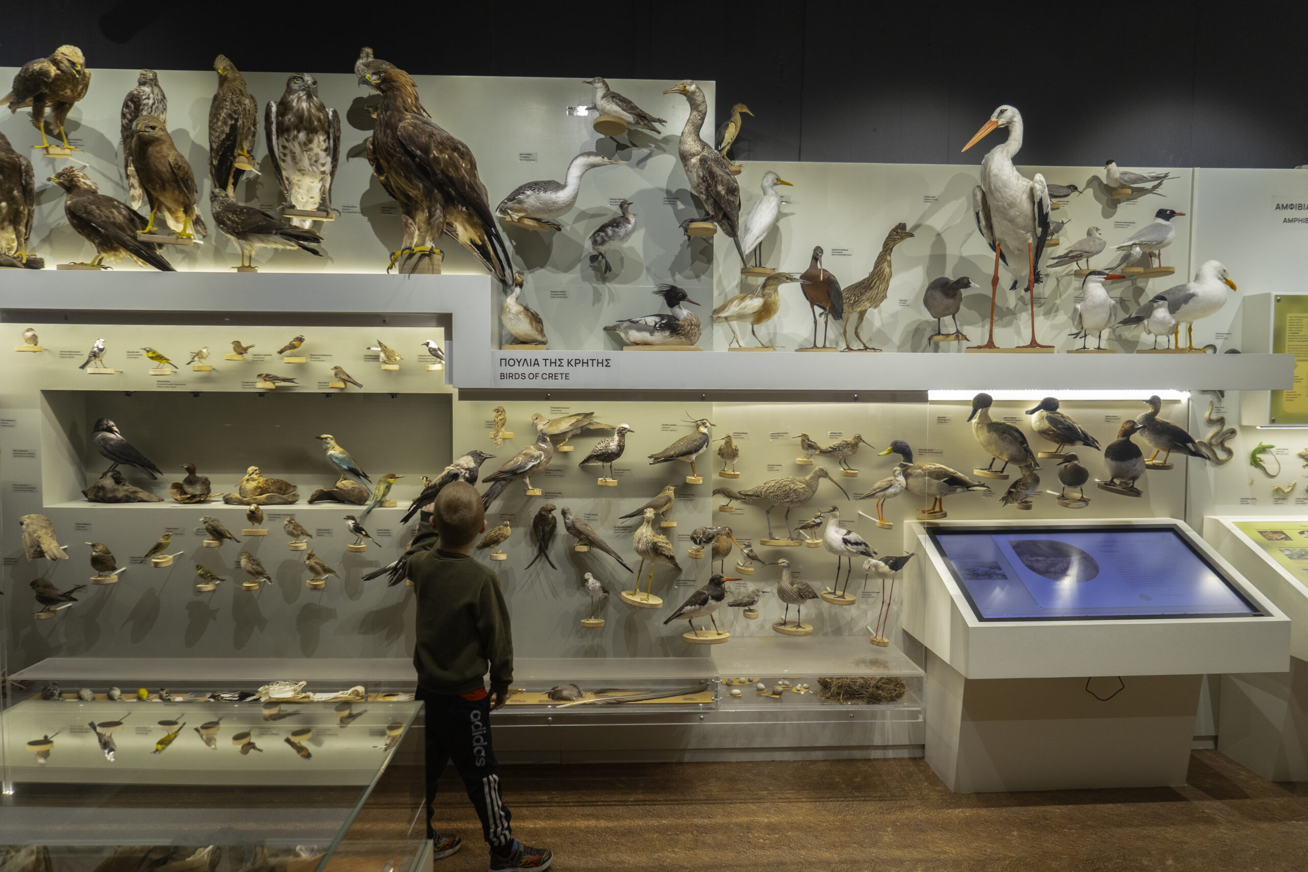 Τα ζώα του τόπου μας (Βιοποικιλότητα της Κρήτης)