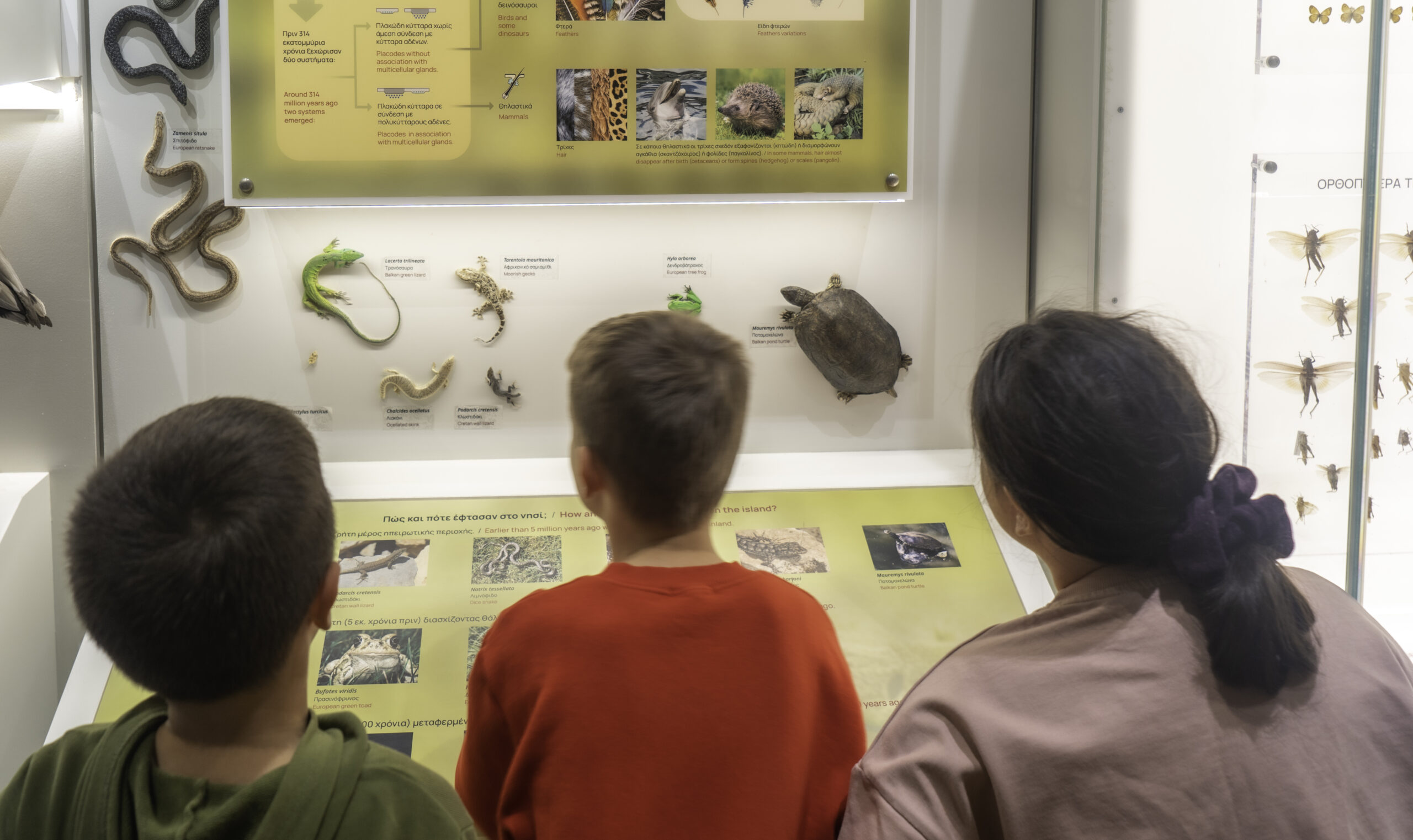 Πώς φτάσαμε ως εδώ; Ενδημικά, ξενικά & εισβλητικά είδη του νησιού μας