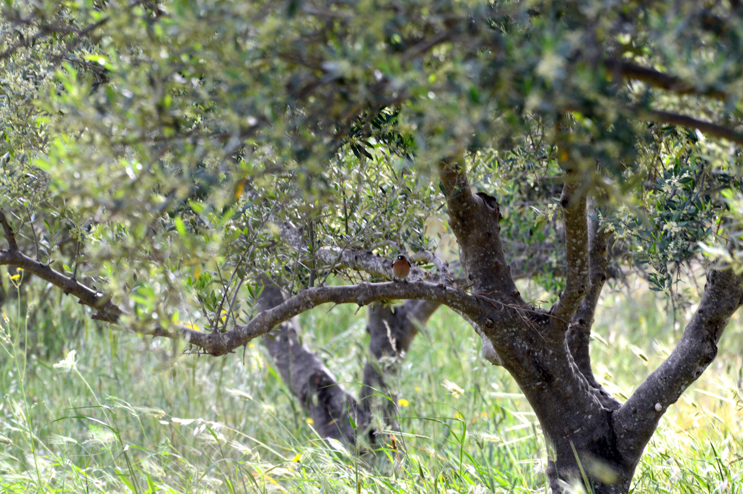 Ιnternational conference “Green Infrastructure, Agroecological Practices and Biodiversity in Olive Orchards”
